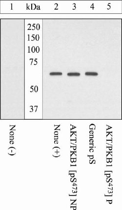 Phospho-AKT1 (Ser473) Polyclonal Antibody, Invitrogen&trade;