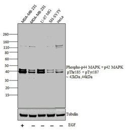 Invitrogen Phospho-ERK1/ERK2 (Thr185, Tyr187) Polyclonal Antibody 100 &mu;L;