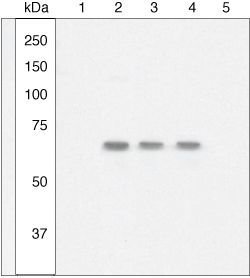 Invitrogen Phospho-NFkB p65 (Ser529) Polyclonal Antibody 100 &mu;L; Unconjugated:Antibodies,