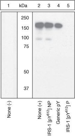 Invitrogen Phospho-IRS1 (Tyr612) Polyclonal Antibody 100 &mu;L; Unconjugated:Antibodies,