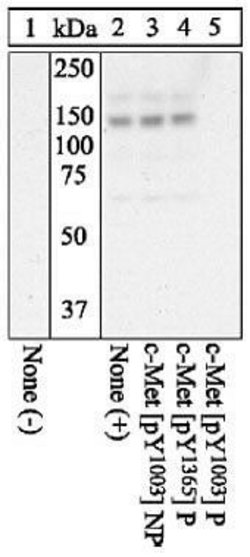 Invitrogen Phospho-c-Met (Tyr1003) Polyclonal Antibody 100 &mu;L; Unconjugated:Antibodies,