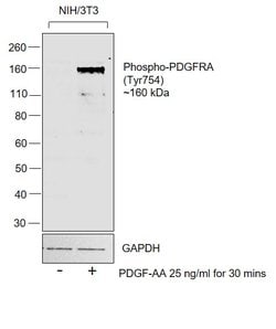 Invitrogen Phospho-PDGFRA (Tyr754) Polyclonal Antibody 100 &mu;L; Unconjugated:Antibodies,
