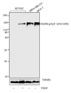 Invitrogen Phospho-VEGF Receptor 2 (Tyr1054, Tyr1059) Polyclonal Antibody