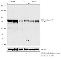 Invitrogen Phospho-GYS1 (Ser641, Ser645) Polyclonal Antibody 100 &mu;L;