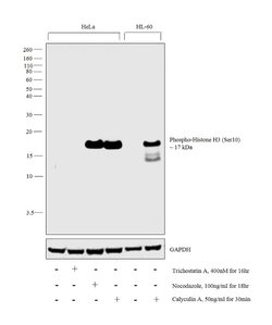 Phospho-Histone H3 (Ser10) Polyclonal Antibody, Invitrogen 100 &mu;L; Unconjugated:Antibodies,