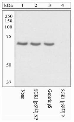 Invitrogen Phospho-SGK1 (Ser422) Polyclonal Antibody 100 &mu;L; Unconjugated:Antibodies,