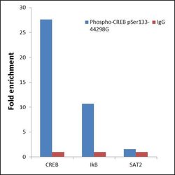 Phospho-CREB (Ser133) Polyclonal Antibody, Invitrogen 100 &mu;L; Unconjugated:Antibodies,