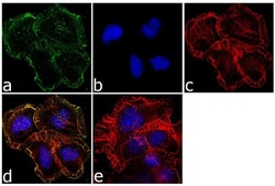 Invitrogen OPRM1 Polyclonal Antibody 100 &mu;L; Unconjugated:Antibodies,