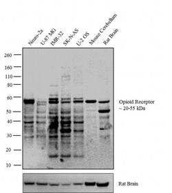 Invitrogen OPRM1 Polyclonal Antibody 100 &mu;L; Unconjugated:Antibodies,