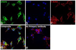 Invitrogen STAT5 alpha/beta Polyclonal Antibody 100 &mu;L; Unconjugated:Antibodies,