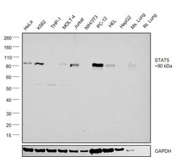 Invitrogen STAT5 alpha/beta Polyclonal Antibody 100 &mu;L; Unconjugated:Antibodies,