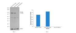 Invitrogen STAT5 alpha/beta Polyclonal Antibody 100 &mu;L; Unconjugated:Antibodies,