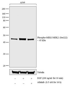 Invitrogen Phospho-MEK1/MEK2 (Ser222) Polyclonal Antibody 100 &mu;L | Buy Online | Invitrogen&trade; | Fisher Scientific