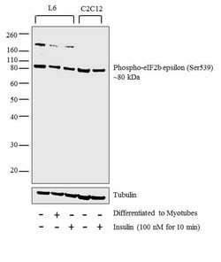 Invitrogen Phospho-eIF2b epsilon (Ser539) Polyclonal Antibody 100 &mu;L | Buy Online | Invitrogen&trade; | Fisher Scientific