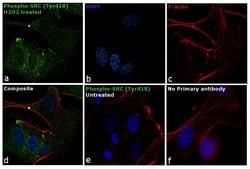 Invitrogen Phospho-SRC (Tyr419) Polyclonal Antibody, Alexa Fluor 488 100