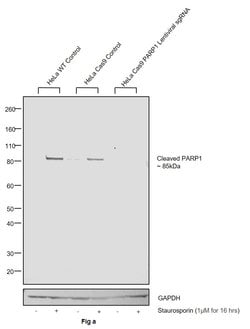 Invitrogen PARP1 (cleaved Asp214, Asp215) Polyclonal Antibody 100 &mu;L;