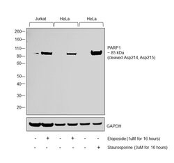 Invitrogen PARP1 (cleaved Asp214, Asp215) Polyclonal Antibody 100 &mu;L;