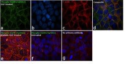 Invitrogen Phospho-EGFR (Tyr992) Polyclonal Antibody 100 &mu;L | Buy Online | Invitrogen&trade; | Fisher Scientific