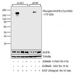Invitrogen Phospho-EGFR (Tyr1068) Polyclonal Antibody 100 &mu;L; Unconjugated:Antibodies,