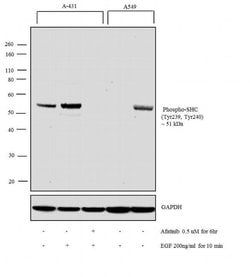 Invitrogen Phospho-SHC (Tyr239, Tyr240) Polyclonal Antibody 100 &mu;L;