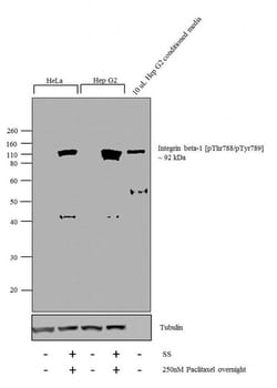 Invitrogen Phospho-ITGB1 (Thr788, Thr789) Polyclonal Antibody 100 &mu;L;