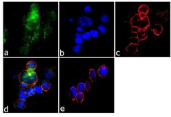Invitrogen Phospho-CD61 (Tyr773) Polyclonal Antibody 100 &mu;L; Unconjugated:Antibodies,