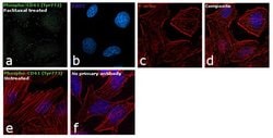 Invitrogen Phospho-CD61 (Tyr773) Polyclonal Antibody 100 &mu;L; Unconjugated:Antibodies,