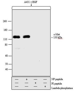 Invitrogen Phospho-c-Met (Tyr1234, Tyr1235) Polyclonal Antibody 100 &mu;L;