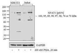 Invitrogen Phospho-NFATC2 (Ser54) Polyclonal Antibody 100 &mu;L; Unconjugated:Antibodies,