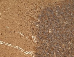 Invitrogen Cyclophilin F Monoclonal Antibody (E11AE12BD4) 100 &mu;g; Unconjugated:Antibodies,