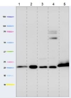 Invitrogen Cyclophilin F Monoclonal Antibody (E11AE12BD4) 100 &mu;g; Unconjugated:Antibodies,