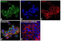 Invitrogen Mitofilin Monoclonal Antibody (2E4AD5) 100 &mu;g; Unconjugated:Antibodies,