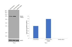 Invitrogen Mitofilin Monoclonal Antibody (2E4AD5) 100 &mu;g; Unconjugated:Antibodies,