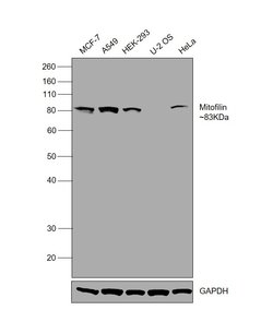 Invitrogen Mitofilin Monoclonal Antibody (2E4AD5) 100 &mu;g; Unconjugated:Antibodies,