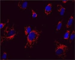 Invitrogen Mitofilin Monoclonal Antibody (2E4AD5) 100 &mu;g; Unconjugated:Antibodies,