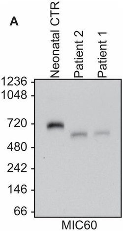 Invitrogen Mitofilin Monoclonal Antibody (2E4AD5) 100 &mu;g; Unconjugated:Antibodies,
