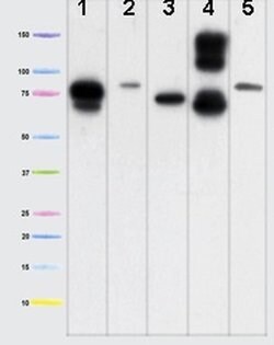 Invitrogen Mitofilin Monoclonal Antibody (2E4AD5) 100 &mu;g; Unconjugated:Antibodies,