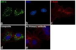 Invitrogen Cytochrome C Monoclonal Antibody (37BA11) 100 &mu;L; Unconjugated:Antibodies,