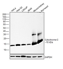 Invitrogen Cytochrome C Monoclonal Antibody (37BA11) 100 &mu;L; Unconjugated:Antibodies,