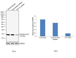 Invitrogen Cytochrome C Monoclonal Antibody (37BA11) 100 &mu;L; Unconjugated:Antibodies,