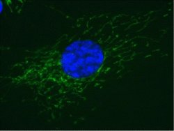 Invitrogen COX5A Monoclonal Antibody (6E9B12D5) 100 &mu;g; Unconjugated:Antibodies,
