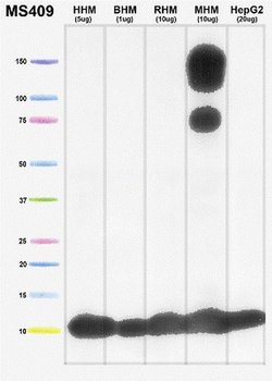 Invitrogen COX5A Monoclonal Antibody (6E9B12D5) 100 &mu;g; Unconjugated:Antibodies,