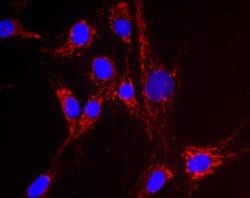 Invitrogen NNT Monoclonal Antibody (8B4BB10) 100 &mu;g; Unconjugated:Antibodies,