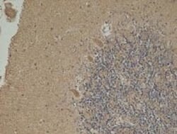 Invitrogen NNT Monoclonal Antibody (8B4BB10) 100 &mu;g; Unconjugated:Antibodies,