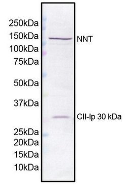 Invitrogen NNT Monoclonal Antibody (8B4BB10) 100 &mu;g; Unconjugated:Antibodies,