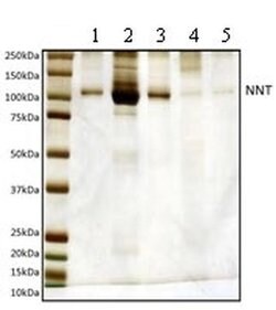 Invitrogen NNT Monoclonal Antibody (8B4BB10) 100 &mu;g; Unconjugated:Antibodies,