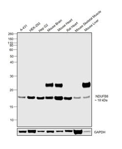 Invitrogen NDUFB8 Monoclonal Antibody (20E9DH10C12) 100 &mu;g; Unconjugated:Antibodies,
