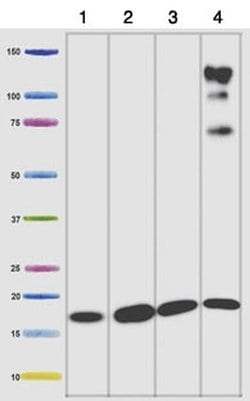 Invitrogen NDUFB8 Monoclonal Antibody (20E9DH10C12) 100 &mu;g; Unconjugated:Antibodies,