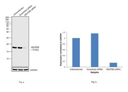 Invitrogen NDUFB8 Monoclonal Antibody (20E9DH10C12) 100 &mu;g; Unconjugated:Antibodies,