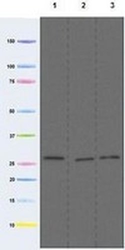 Invitrogen COX3 Monoclonal Antibody (DA5BC4) 100 &mu;g; Unconjugated:Antibodies,